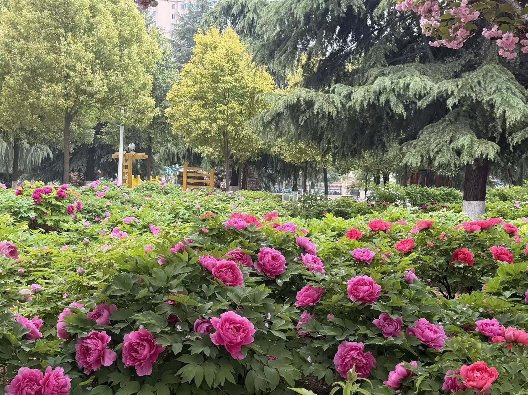 春染校园，芳韵盈庭
