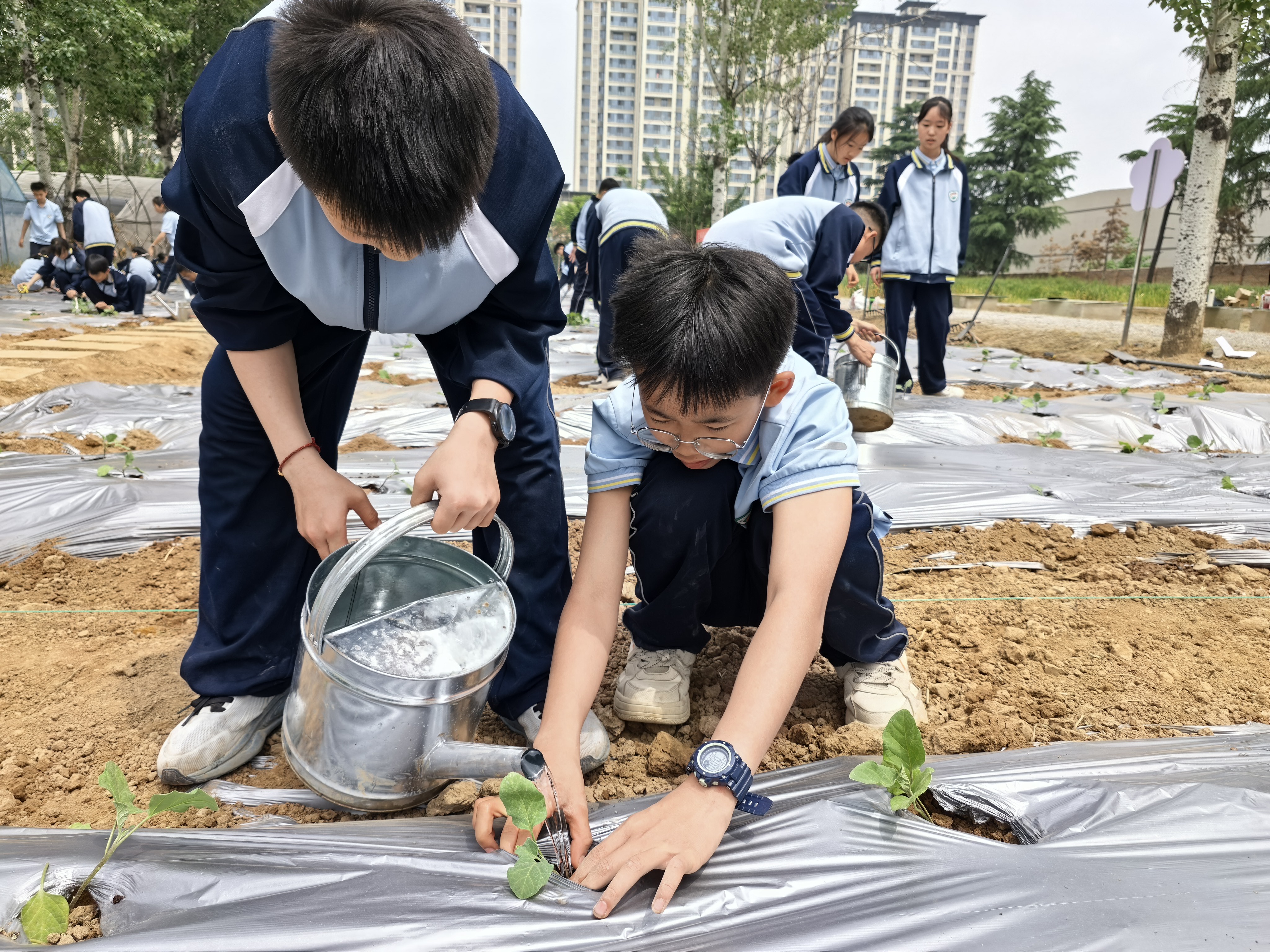 附中“小农夫”春日忙，辣椒南瓜种起来！